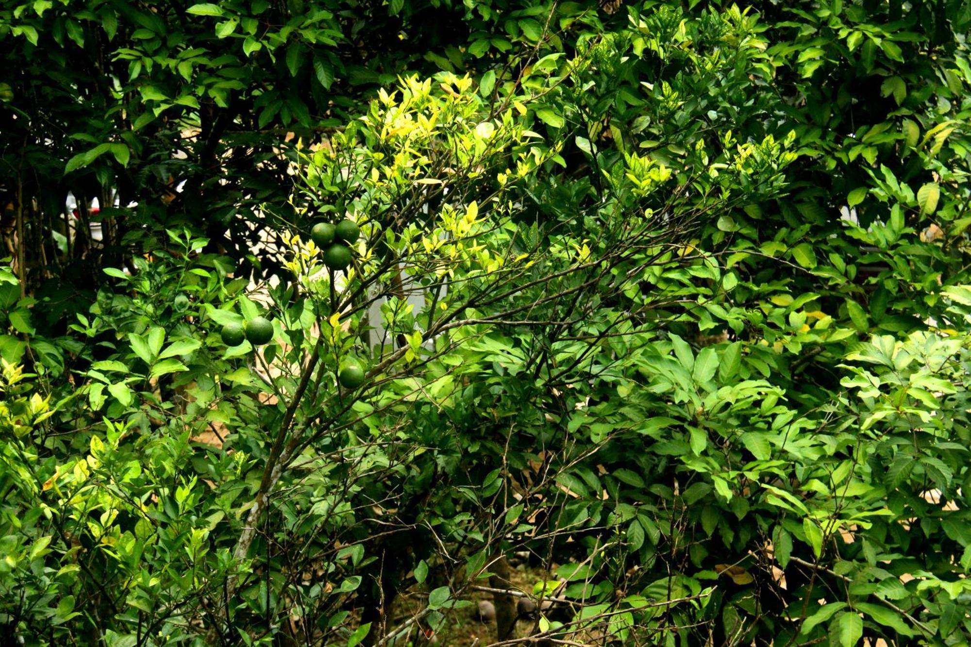 The Breeze Pinnawala Pinnawala  Ngoại thất bức ảnh