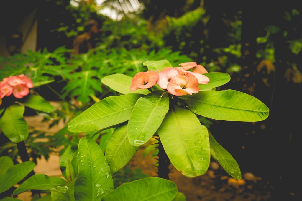 The Breeze Pinnawala Pinnawala  Ngoại thất bức ảnh