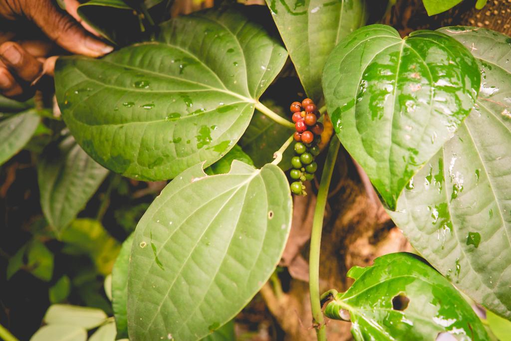 The Breeze Pinnawala Pinnawala  Ngoại thất bức ảnh
