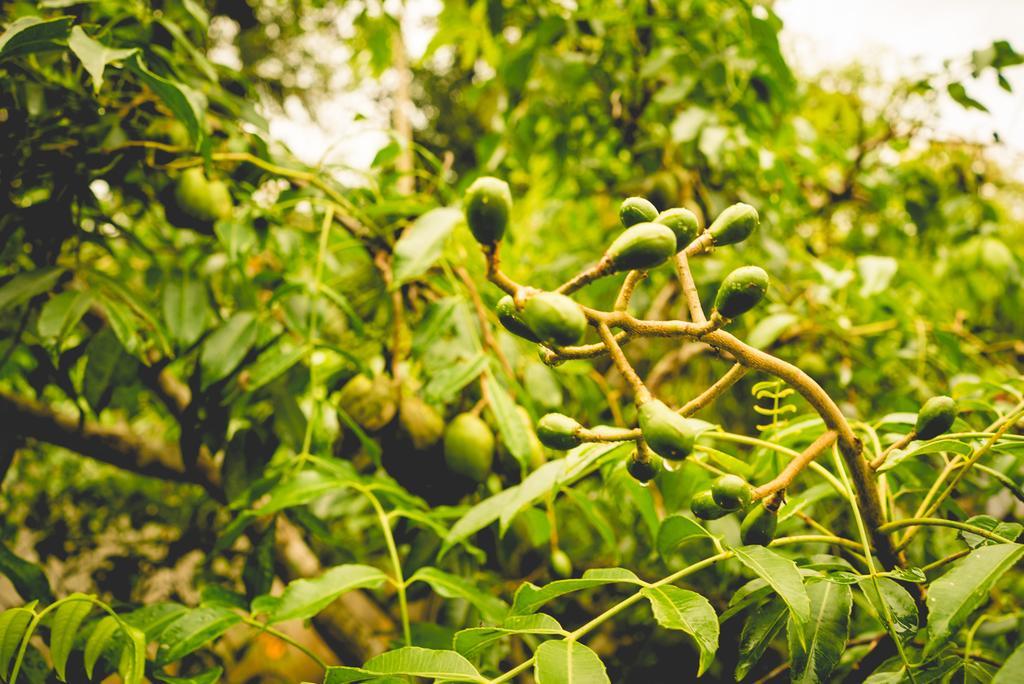 The Breeze Pinnawala Pinnawala  Ngoại thất bức ảnh