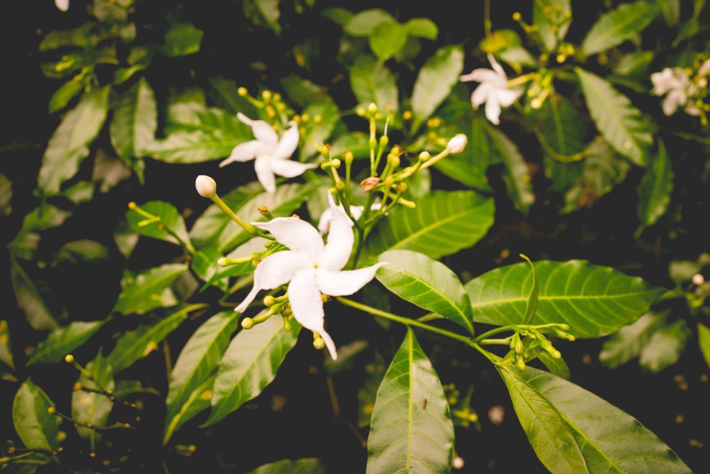 The Breeze Pinnawala Pinnawala  Ngoại thất bức ảnh