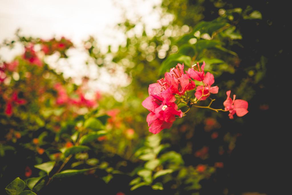 The Breeze Pinnawala Pinnawala  Ngoại thất bức ảnh