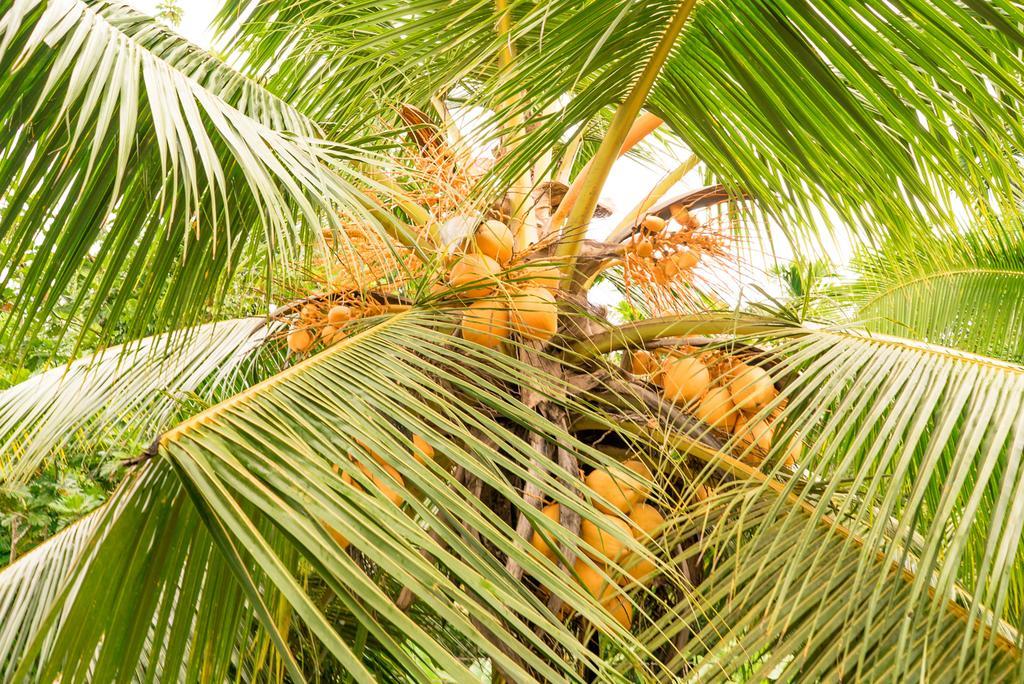 The Breeze Pinnawala Pinnawala  Ngoại thất bức ảnh